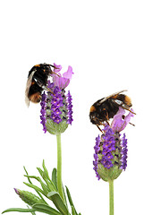 Image showing Busy Bees