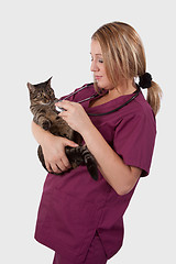 Image showing Tabby with Vet