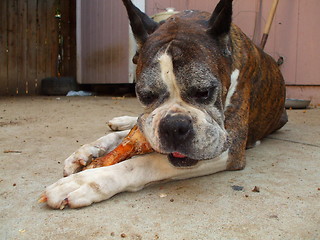 Image showing Boxer Dog Chewing Bone