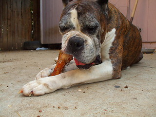 Image showing Boxer Dog Chewing Bone