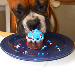 Image showing Hungry Boxer Puppy