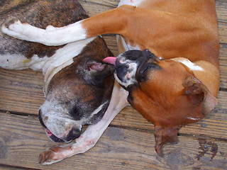 Image showing Boxer Dogs