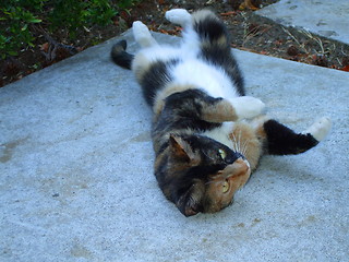 Image showing Calico Cat