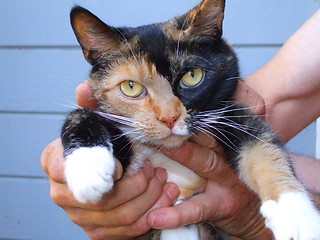 Image showing Calico Cat