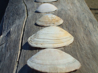 Image showing Seashells