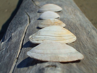 Image showing Seashells