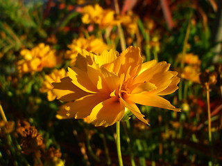 Image showing Yellow Coreopsis Flower