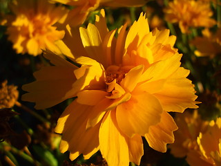 Image showing Yellow Coreopsis Flower