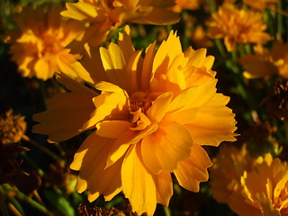 Image showing Yellow Coreopsis Flower