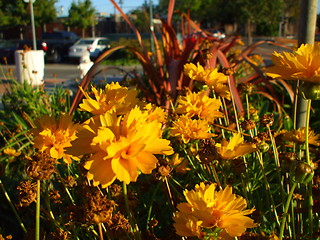 Image showing Yellow Coreopsis Flower