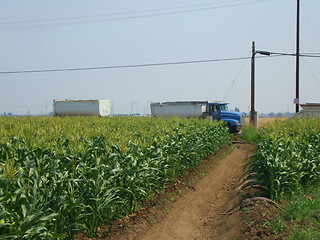 Image showing Corn Plants