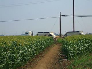 Image showing Corn Plants