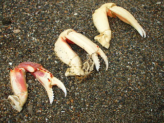 Image showing Crab Pincers