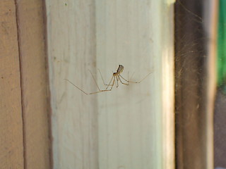 Image showing Daddy Long Legs Spider