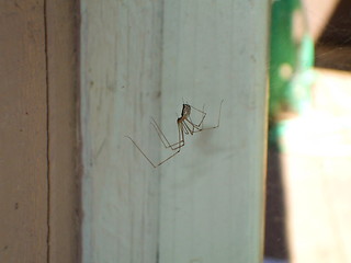 Image showing Daddy Long Legs Spider