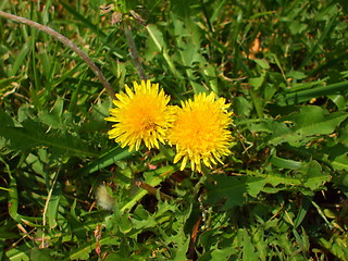 Image showing Yellow Dandelion Flowers