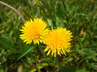 Image showing Yellow Dandelion Flowers