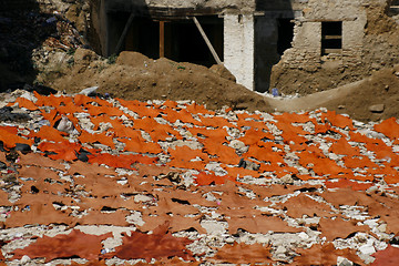 Image showing Raw freshly colored animal skins drying in the sun. Tannery in F