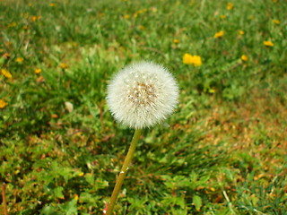 Image showing Dandelion Seeds
