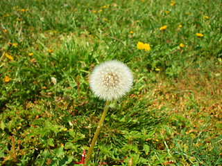 Image showing Dandelion Seeds