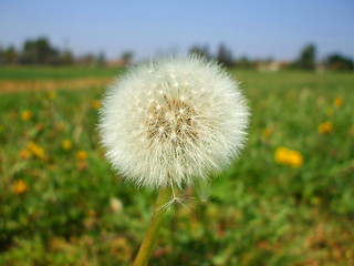 Image showing Dandelion Seeds