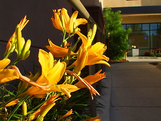 Image showing Yellow Daylily Flowers