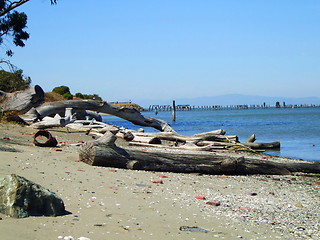 Image showing Driftwood