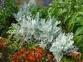 Image showing Dusty Miller Plants