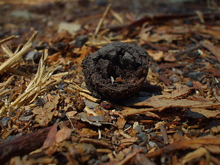 Image showing Eucalyptus Seed