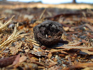 Image showing Eucalyptus Seed