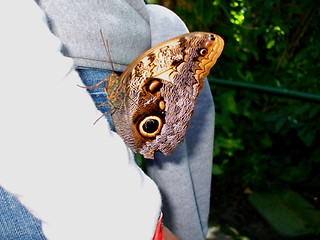 Image showing Exotic Moth