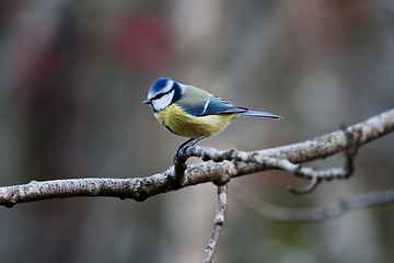 Image showing blue tit