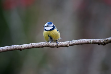 Image showing blue tit