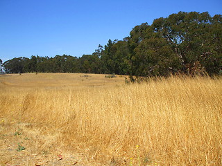 Image showing Grass Field