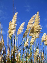 Image showing Feather Plants