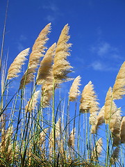 Image showing Feather Plants