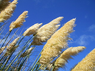 Image showing Feather Plants