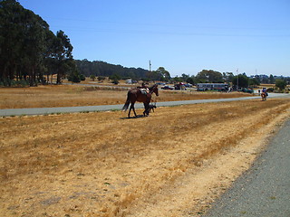 Image showing Horse on a Trail