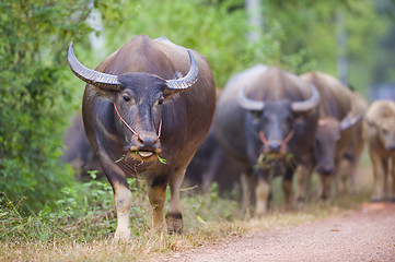 Image showing cows and buffalos in thailand