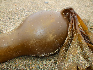 Image showing Sea Kelp