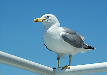 Image showing Sea gull