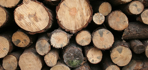 Image showing Wood