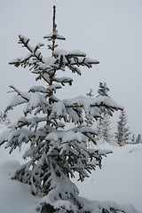 Image showing Real Christmas tree