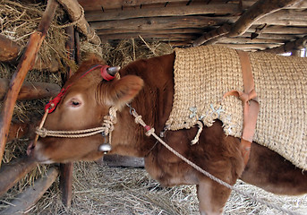 Image showing Feeding time