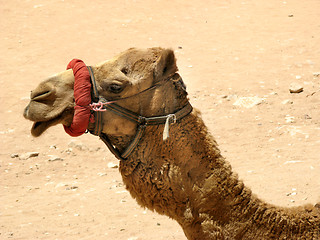 Image showing Camel profile portrait