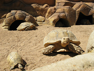 Image showing Turtles and desert