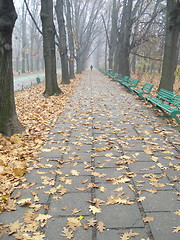 Image showing autumn