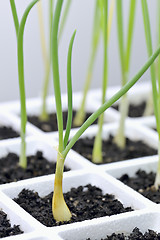 Image showing Gardening, onion, Allium cepa transplants