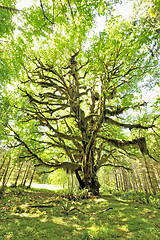 Image showing Bigleaf Maple, Acer macrophyllum, Quinault Rainforest