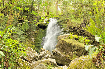Image showing Merriman Falls, Quinault Rainforest, Olympic National Park